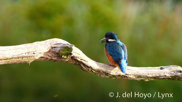 Common Kingfisher (Common) - ML201511281