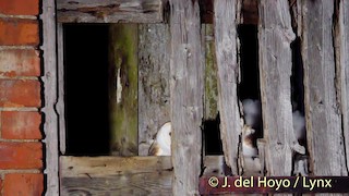  - Western Barn Owl (Eurasian)