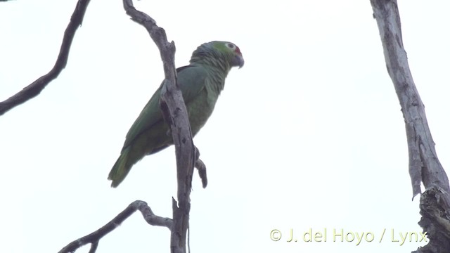 Red-lored Amazon (Red-lored) - ML201511321