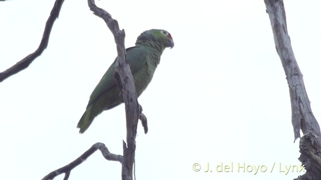 Amazona Frentirroja (autumnalis/salvini) - ML201511321