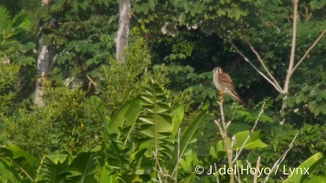 アメリカチョウゲンボウ（sparverius グループ） - ML201511401