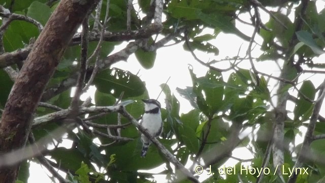 Pied Puffbird - ML201511441