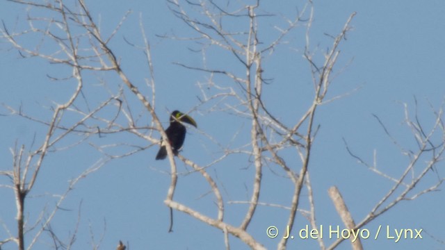 Tucán Pechigualdo (swainsonii) - ML201511451