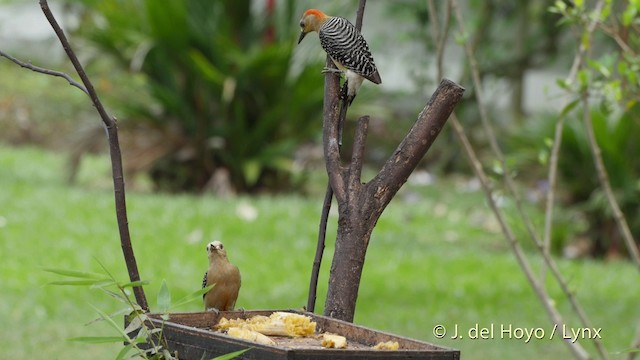 Red-crowned Woodpecker - ML201511751