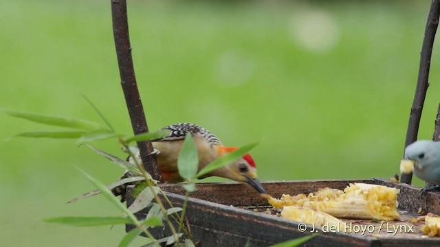 Red-crowned Woodpecker - ML201511761