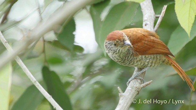 Bar-crested Antshrike - ML201511771