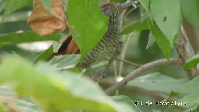 Bar-crested Antshrike - ML201511781