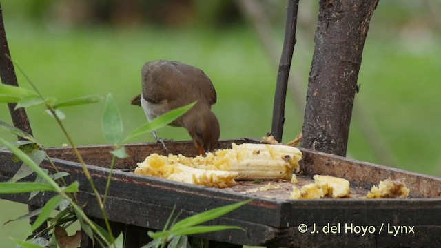 Black-billed Thrush (Drab) - ML201511831