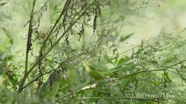 Gözlüklü Serçe Papağanı - ML201511841