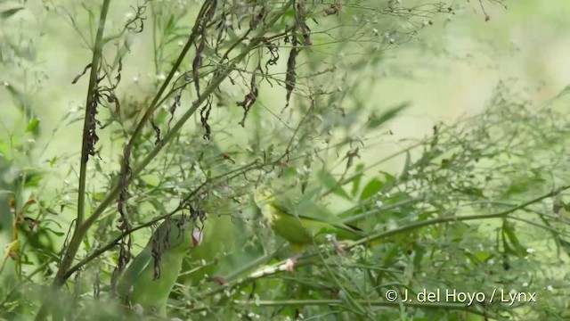 アオメルリハシインコ - ML201511841