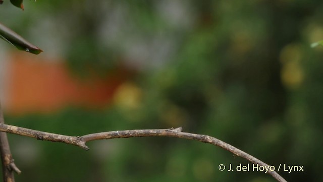 Black-throated Mango - ML201511871