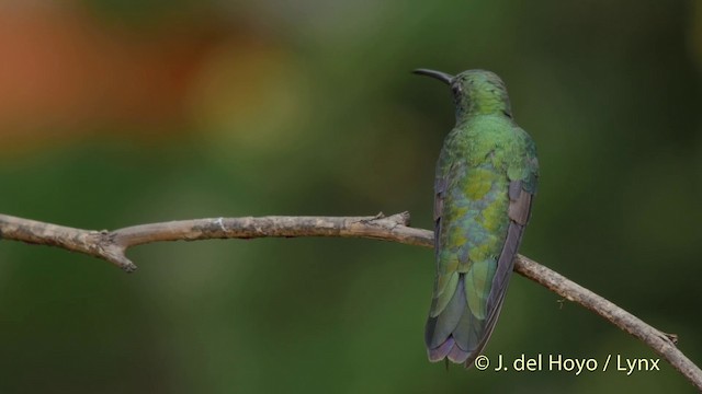 Black-throated Mango - ML201511881