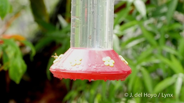 Black-throated Mango - ML201511891