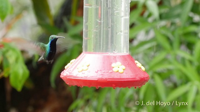 Black-throated Mango - ML201511901