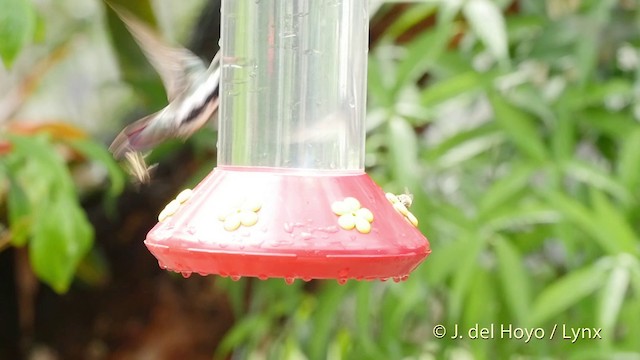 Black-throated Mango - ML201511911
