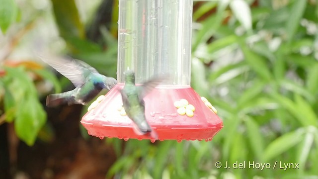 Black-throated Mango - ML201511921