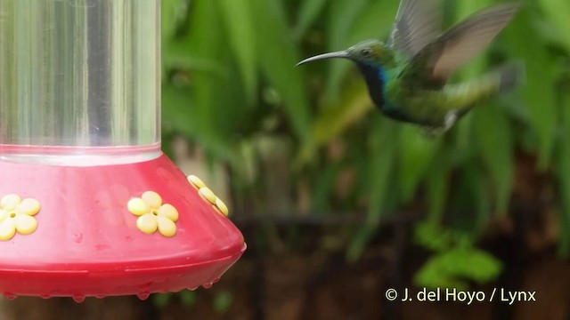 Black-throated Mango - ML201511931