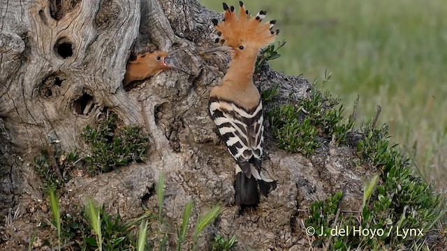 Eurasian Hoopoe (Eurasian) - ML201512091