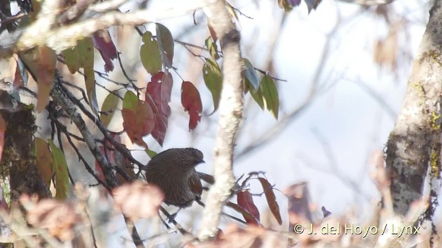 Striated Laughingthrush - ML201512111