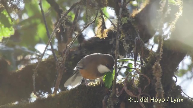 White-throated Laughingthrush - ML201512121