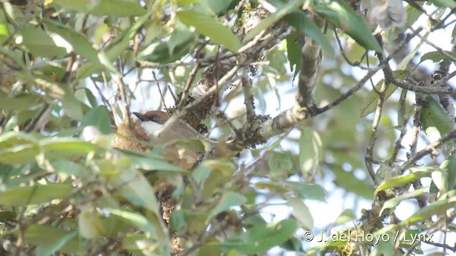 White-throated Laughingthrush - ML201512131