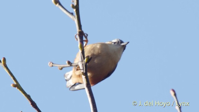 White-tailed Nuthatch - ML201512141