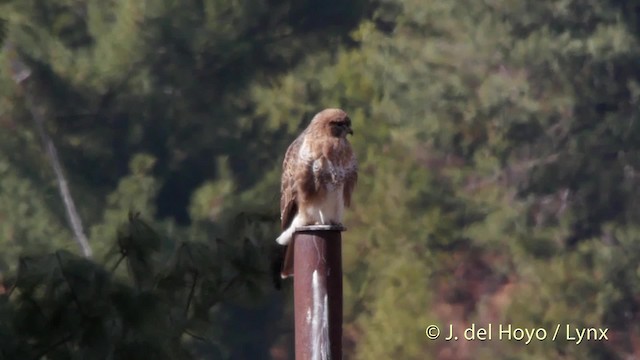 ヒマラヤノスリ - ML201512161