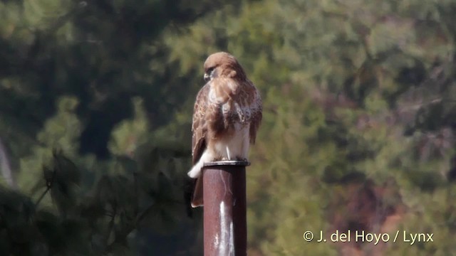 ヒマラヤノスリ - ML201512171