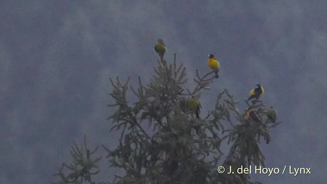 Collared Grosbeak - ML201512191