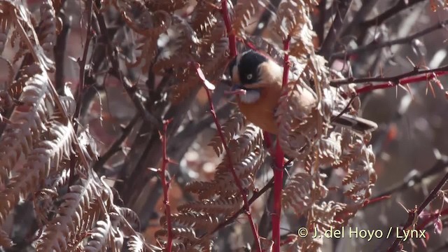 Black-browed Tit (Rufous-fronted) - ML201512201