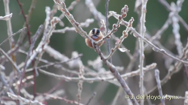 Black-browed Tit (Rufous-fronted) - ML201512211