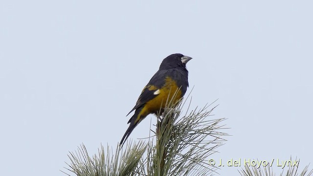 White-winged Grosbeak - ML201512221