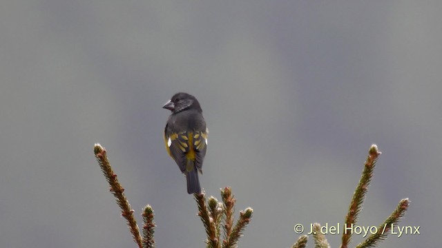 White-winged Grosbeak - ML201512231