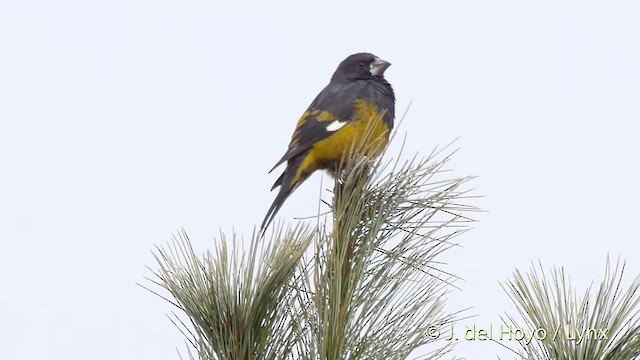 White-winged Grosbeak - ML201512241