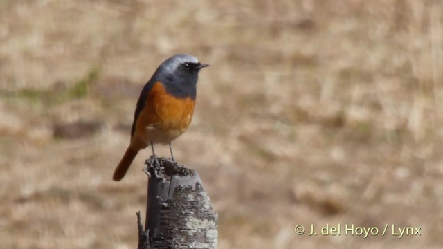 Hodgson's Redstart - ML201512251