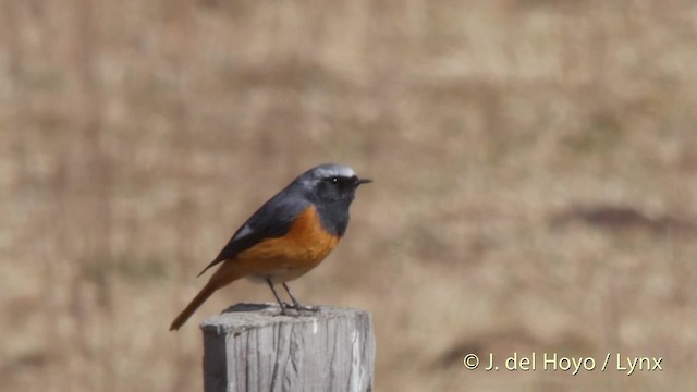 Hodgson's Redstart - ML201512261