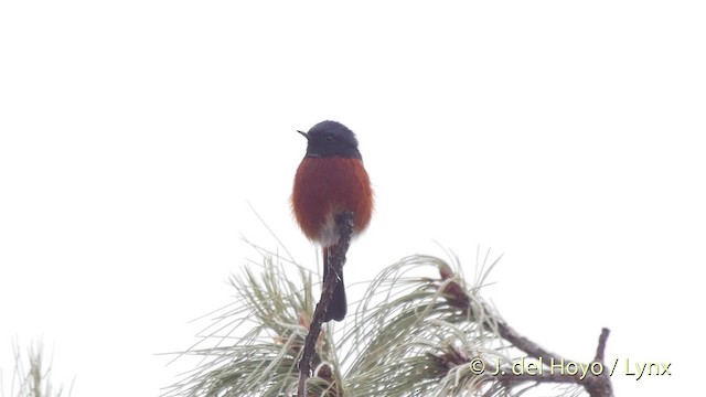 White-throated Redstart - ML201512271