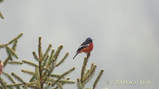 White-throated Redstart - ML201512281