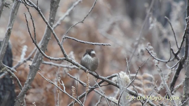 White-browed Fulvetta - ML201512301