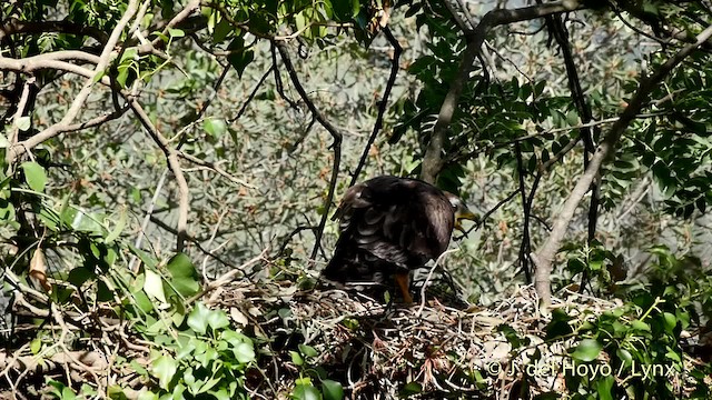 European Honey-buzzard - ML201512311