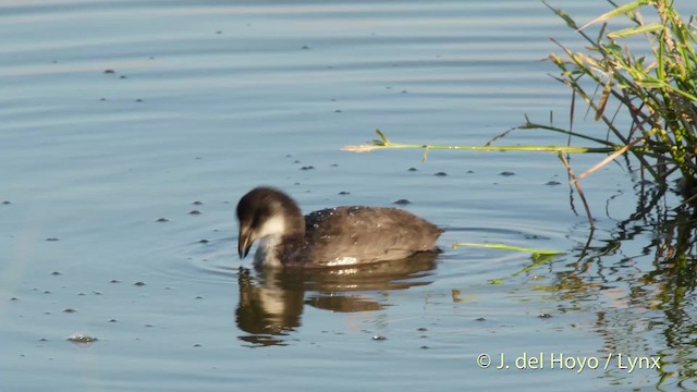 Eurasian Coot - ML201512411