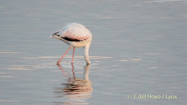 Greater Flamingo - ML201512441