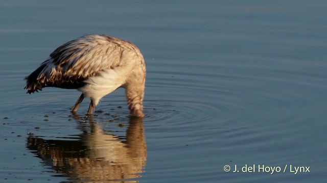 Greater Flamingo - ML201512451