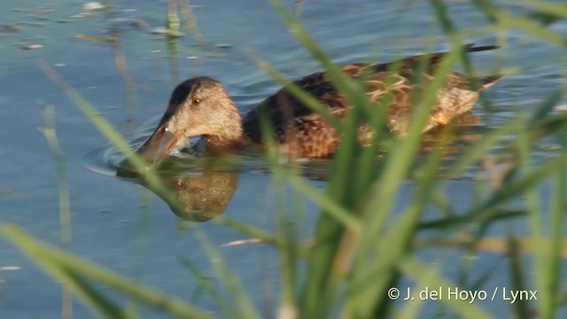 Northern Shoveler - ML201512481