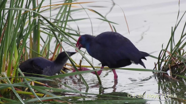 Western Swamphen - ML201512501