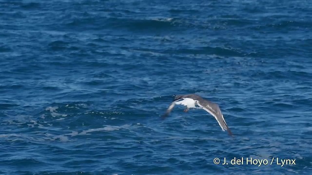 Lesser Black-backed Gull (intermedius) - ML201512521