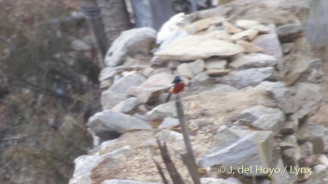 White-throated Redstart - ML201512631