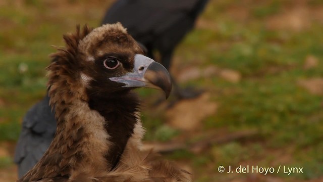 Vautour moine - ML201512671