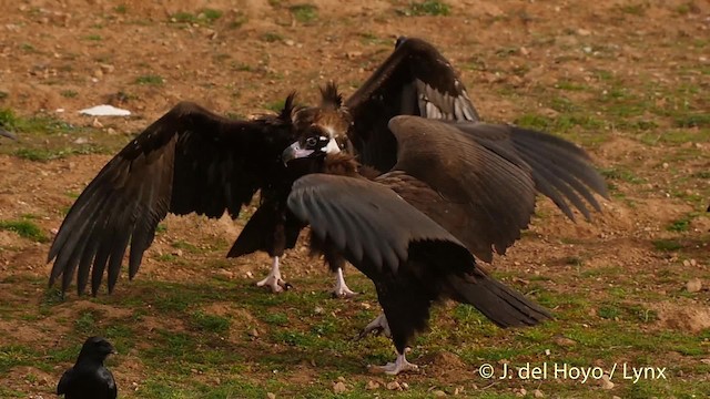 Cinereous Vulture - ML201512691