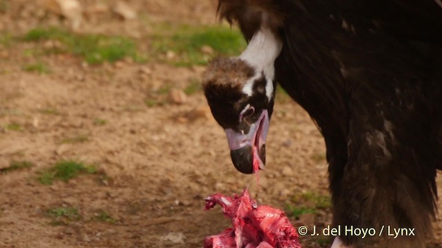 Cinereous Vulture - ML201512711